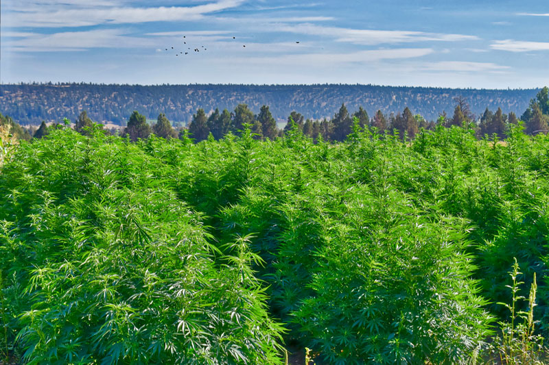 Organically Farmed Hemp